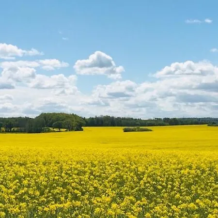 Wiesenkate הוווכט